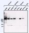 EGFR antibody, PA1-1110, Invitrogen Antibodies, Western Blot image 