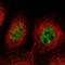 KIAA0355 antibody, HPA014570, Atlas Antibodies, Immunofluorescence image 