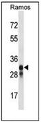 Major Histocompatibility Complex, Class II, DM Beta antibody, AP52052PU-N, Origene, Western Blot image 