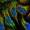 Mitochondrial Ribosomal Protein L42 antibody, HPA039398, Atlas Antibodies, Immunofluorescence image 