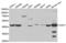 Adenosylhomocysteinase antibody, abx004050, Abbexa, Western Blot image 