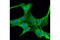 Ribosomal Protein S3 antibody, 9538T, Cell Signaling Technology, Immunofluorescence image 