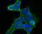 FKBP Prolyl Isomerase 4 antibody, A02165-1, Boster Biological Technology, Immunocytochemistry image 