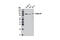 Golgin A1 antibody, 13192S, Cell Signaling Technology, Western Blot image 