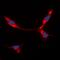 CD32 antibody, orb213923, Biorbyt, Immunofluorescence image 