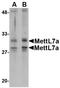 Methyltransferase Like 7A antibody, NBP1-77336, Novus Biologicals, Western Blot image 
