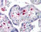 Pleckstrin antibody, 51-497, ProSci, Immunohistochemistry frozen image 