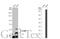 Cytochrome P450 Family 24 Subfamily A Member 1 antibody, GTX105884, GeneTex, Western Blot image 