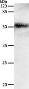 Ta antibody, TA323177, Origene, Western Blot image 