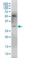 Pleckstrin Homology Domain Containing O2 antibody, H00080301-M03, Novus Biologicals, Western Blot image 