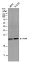 KRAS Proto-Oncogene, GTPase antibody, PA5-78035, Invitrogen Antibodies, Western Blot image 