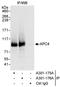 Anaphase-promoting complex subunit 4 antibody, A301-175A, Bethyl Labs, Immunoprecipitation image 