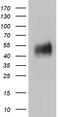 B And T Lymphocyte Associated antibody, M03149-1, Boster Biological Technology, Western Blot image 