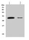 V-Set Domain Containing T Cell Activation Inhibitor 1 antibody, A02821-3, Boster Biological Technology, Western Blot image 