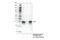 Heme Oxygenase 1 antibody, 43966S, Cell Signaling Technology, Immunoprecipitation image 