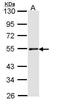UV excision repair protein RAD23 homolog A antibody, PA5-27599, Invitrogen Antibodies, Western Blot image 