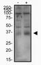 Solute Carrier Family 7 Member 11 antibody, NB300-318, Novus Biologicals, Western Blot image 