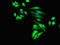 Methionine Sulfoxide Reductase B1 antibody, LS-C673825, Lifespan Biosciences, Immunofluorescence image 