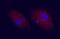 CD83 Molecule antibody, AF1437, R&D Systems, Immunofluorescence image 