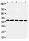 Regulator Of G Protein Signaling 14 antibody, LS-C313270, Lifespan Biosciences, Western Blot image 