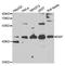 Death-associated protein 1 antibody, orb247288, Biorbyt, Western Blot image 