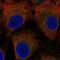 Limbic System Associated Membrane Protein antibody, NBP2-55960, Novus Biologicals, Immunofluorescence image 