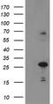 Paraplegin antibody, TA504415, Origene, Western Blot image 