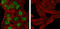 C-X-C Motif Chemokine Ligand 10 antibody, orb10277, Biorbyt, Immunocytochemistry image 