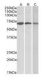 2'-5'-Oligoadenylate Synthetase 2 antibody, orb178375, Biorbyt, Western Blot image 