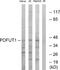 Protein O-Fucosyltransferase 1 antibody, A30700, Boster Biological Technology, Western Blot image 
