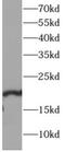 S-phase kinase-associated protein 1 antibody, FNab10039, FineTest, Western Blot image 