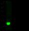 Defective In Cullin Neddylation 1 Domain Containing 2 antibody, 15363-R001, Sino Biological, Western Blot image 