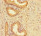 LY6/PLAUR Domain Containing 2 antibody, LS-C398816, Lifespan Biosciences, Immunohistochemistry paraffin image 