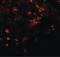 Solute Carrier Family 39 Member 8 antibody, LS-C144293, Lifespan Biosciences, Immunofluorescence image 