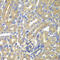 BAI1 Associated Protein 2 antibody, 19-599, ProSci, Immunohistochemistry frozen image 