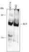 BCL9 Transcription Coactivator antibody, AF3996, R&D Systems, Western Blot image 