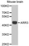 Arrestin 3 antibody, abx002696, Abbexa, Western Blot image 