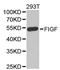 Vascular endothelial growth factor D antibody, A13617, ABclonal Technology, Western Blot image 
