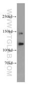 PLEKHG5 antibody, 19830-1-AP, Proteintech Group, Western Blot image 