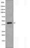 Septin 2 antibody, orb226976, Biorbyt, Western Blot image 