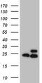 Ribosomal Protein L10 antibody, MA5-26904, Invitrogen Antibodies, Western Blot image 
