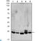 Chromobox 1 antibody, LS-C812523, Lifespan Biosciences, Western Blot image 