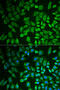 DEAD-Box Helicase 41 antibody, 22-325, ProSci, Immunofluorescence image 