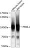 Piwi Like RNA-Mediated Gene Silencing 1 antibody, 15-077, ProSci, Western Blot image 