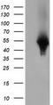 Zonulin antibody, TA501699, Origene, Western Blot image 