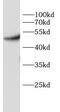 PDK1 antibody, FNab10419, FineTest, Western Blot image 