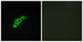 Follicle-stimulating hormone receptor antibody, abx015242, Abbexa, Western Blot image 