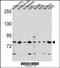 Discoidin, CUB and LCCL domain-containing protein 2 antibody, 57-298, ProSci, Western Blot image 