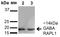 GABA Type A Receptor Associated Protein Like 1 antibody, orb383872, Biorbyt, Western Blot image 