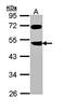 C-C Motif Chemokine Ligand 19 antibody, orb13293, Biorbyt, Western Blot image 